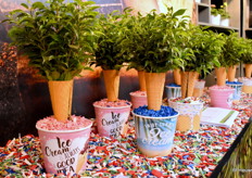 Het Ice Cream Pants concepts is vanaf heden beschikbaar. 